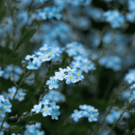 forget me not