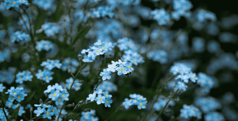 forget me not