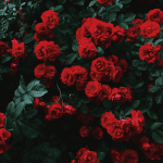 roses